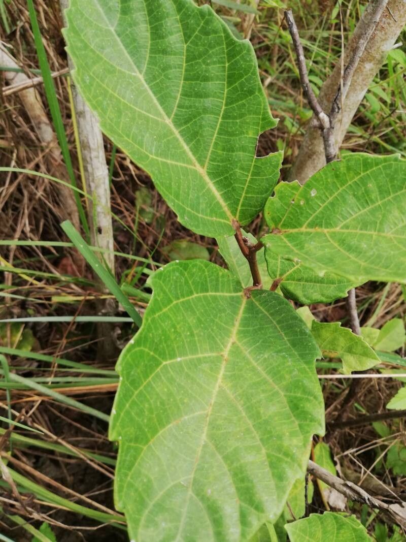 Ficus mucuso — houseplant care guide