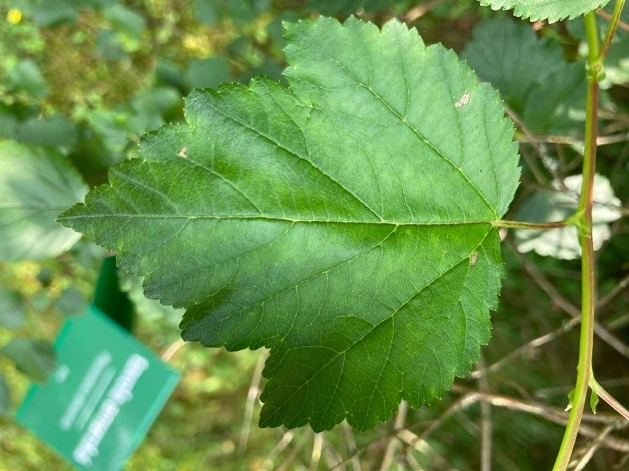 Physocarpus amurensis