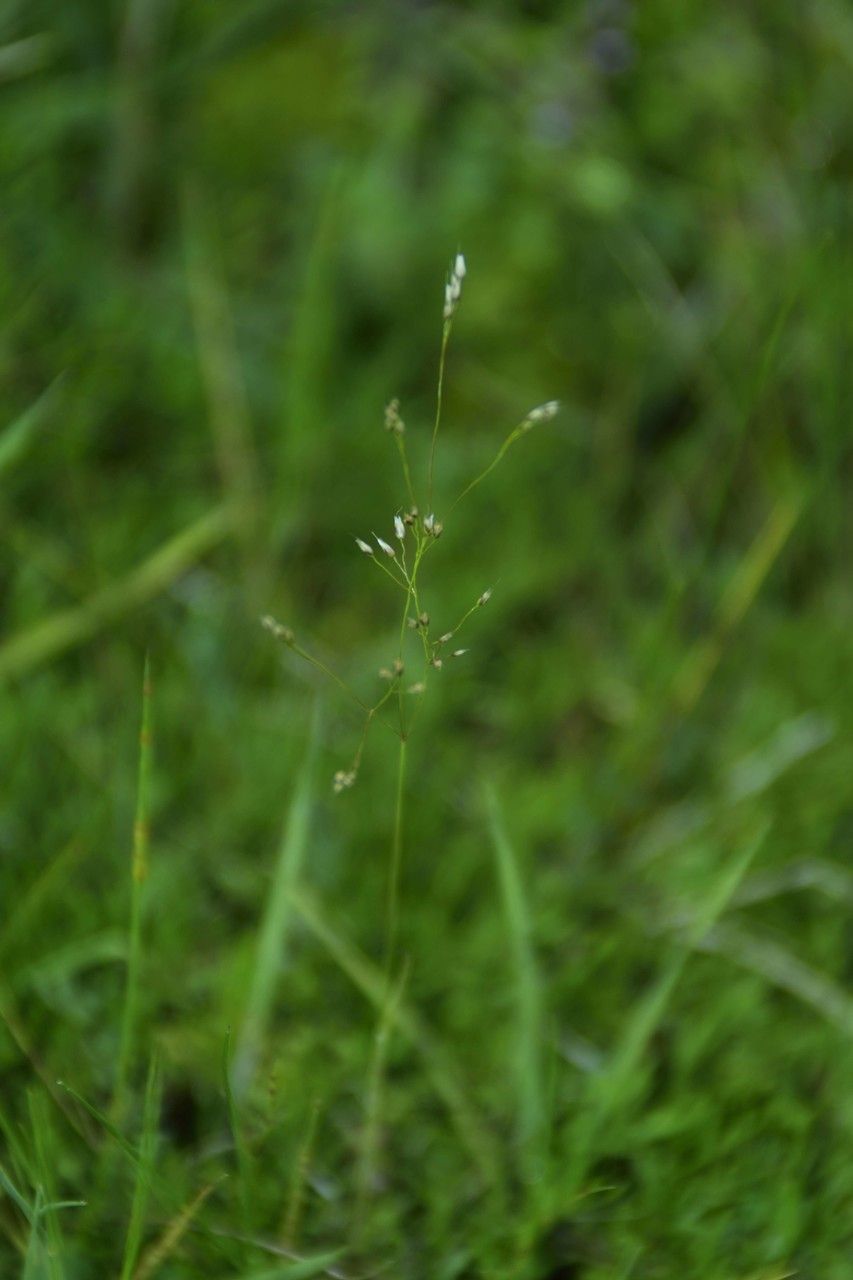 Aira provincialis flower