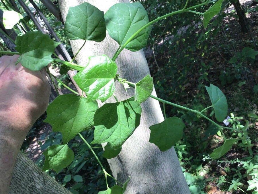 Alangium chinense — search result for 'Cornaceae'