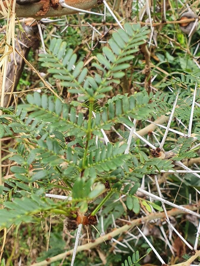 Acacia seyal — search result for 'Sudan'