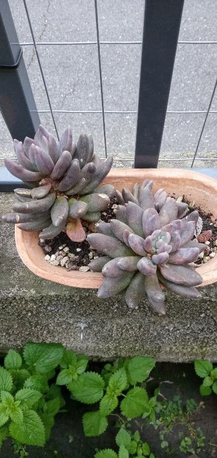 Pachyphytum kimnachii — houseplant care guide