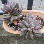 Pachyphytum kimnachii