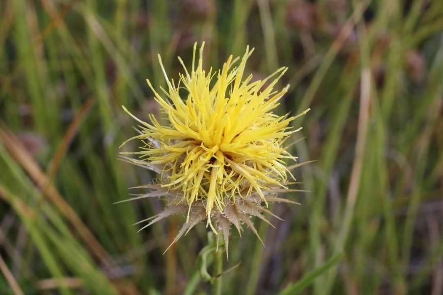 Centaurea chrysolepis flower