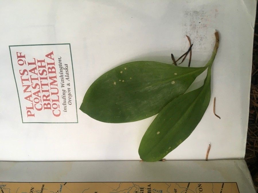 Clintonia uniflora — related species from the same genus