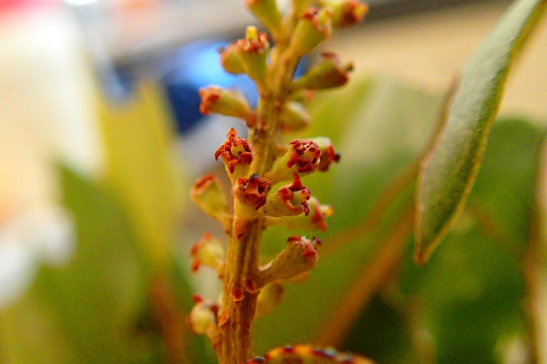 Quintinia media fruit