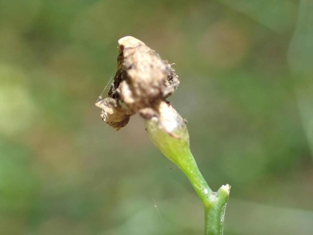 Crambe santosii flower