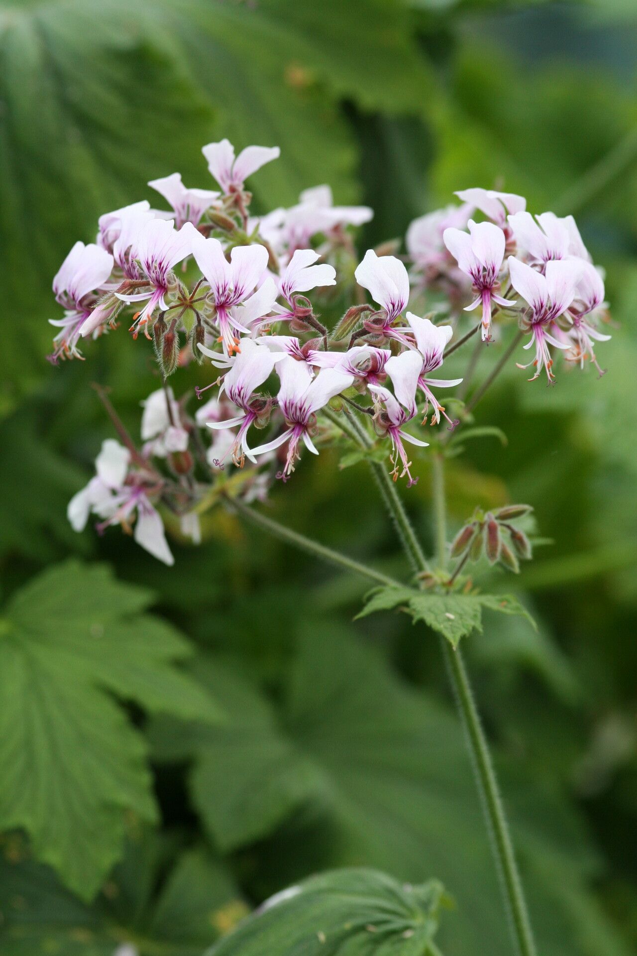 Pelargonium hispidum flower