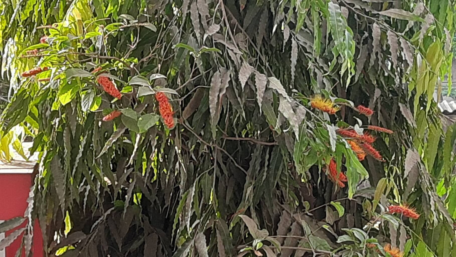 Combretum punctatum — houseplant care guide