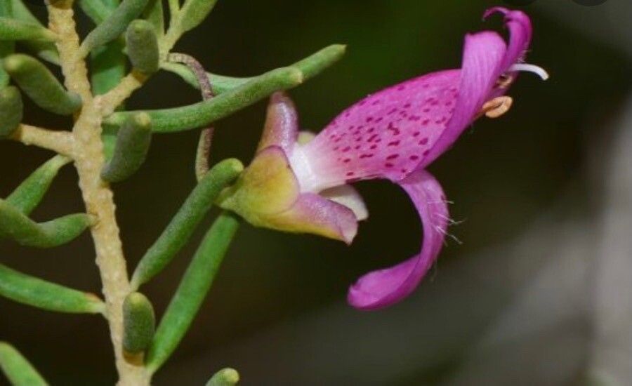 Dicerandra frutescens — search result for 'Carya'