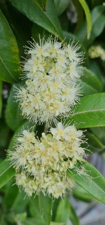 Syzygium pancheri — houseplant care guide