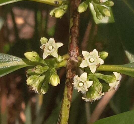 Geniostoma rupestre flower