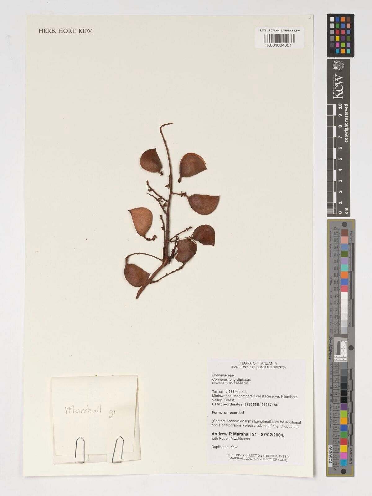 Connarus longestipitatus — houseplant care guide