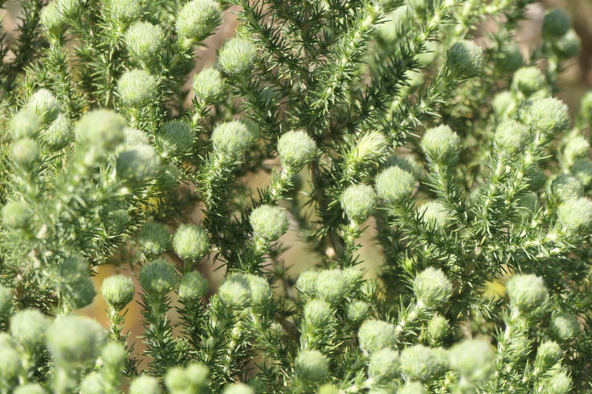 Aspalathus chenopoda flower