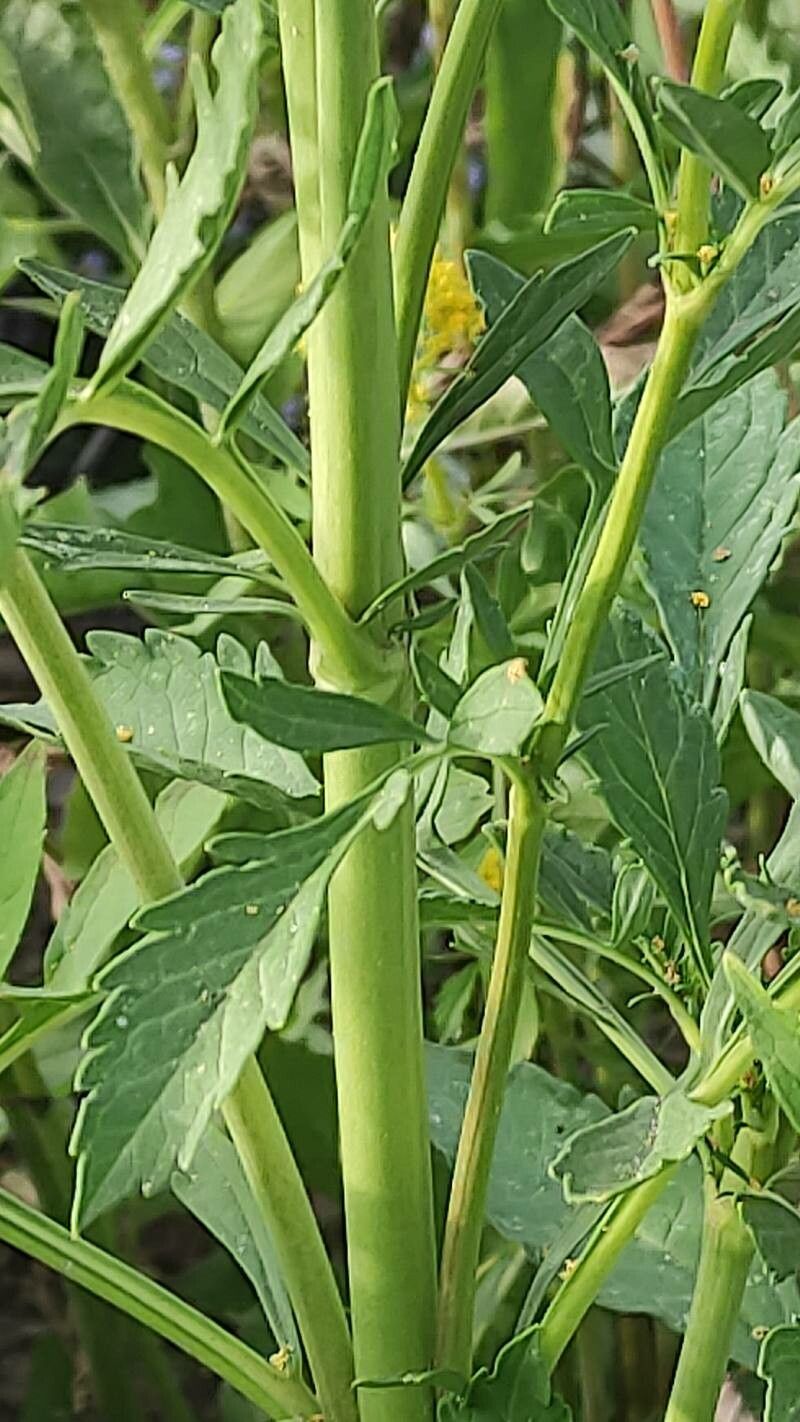 Patrinia scabiosifolia bark