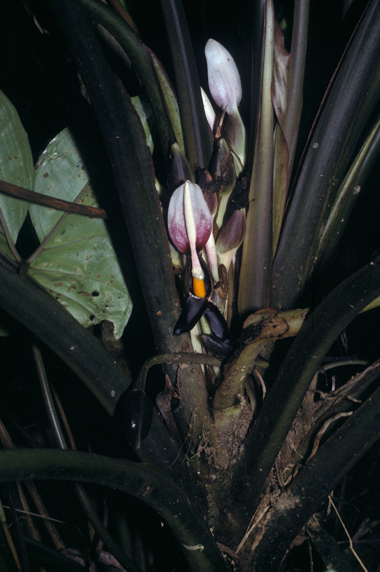 Xanthosoma granvillei