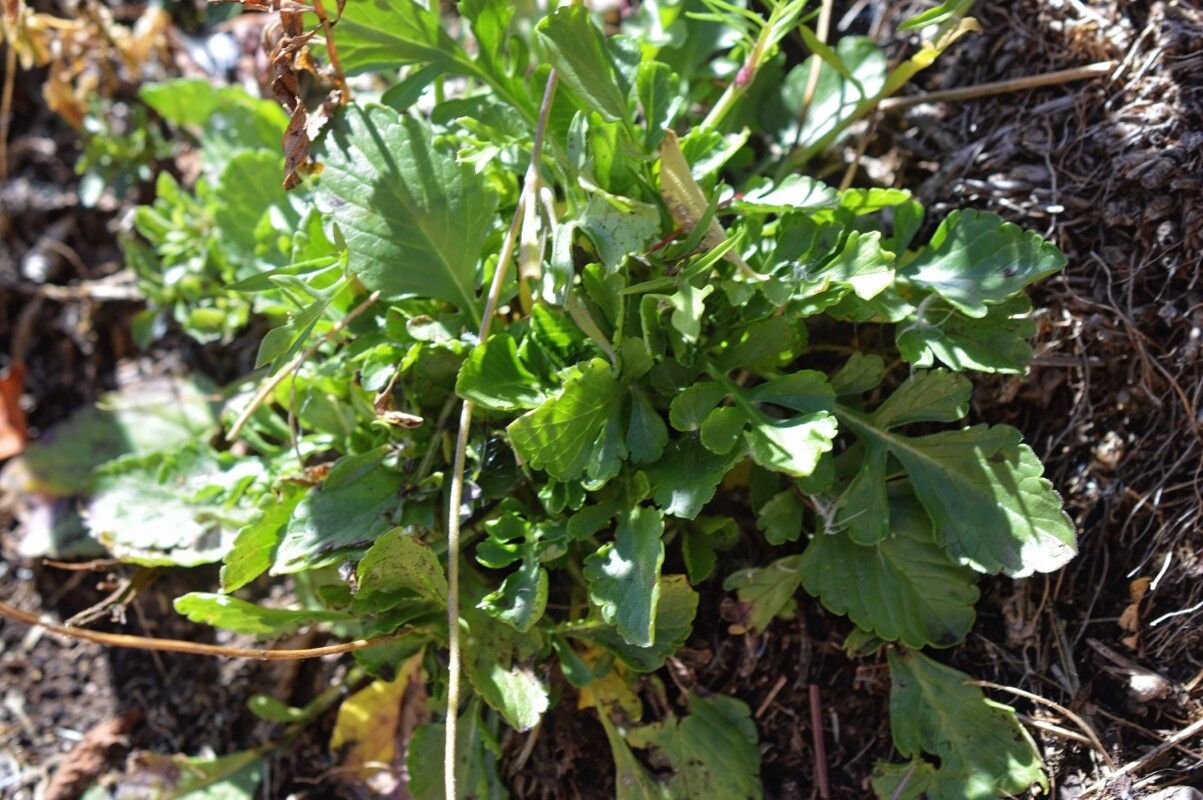 Scabiosa balcanica — houseplant care guide