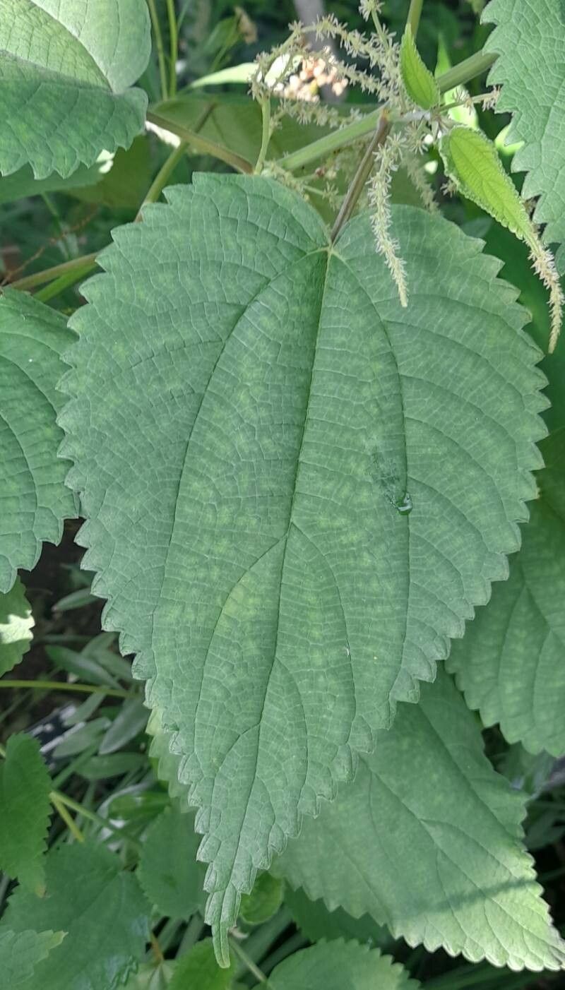 Boehmeria grandis — search result for 'Boehmeria'