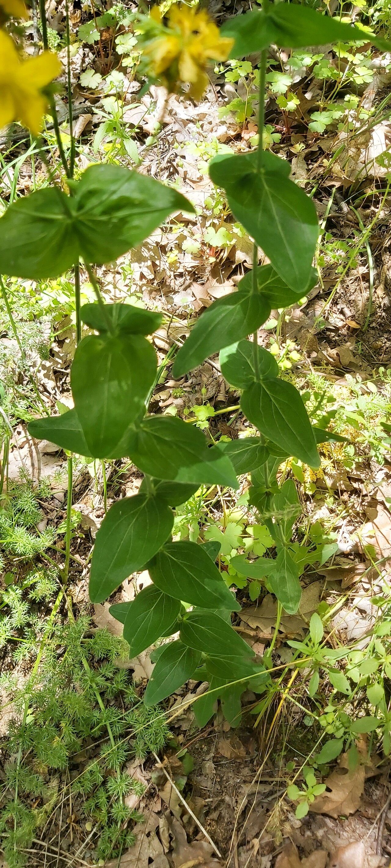 Hypericum montbretii — houseplant care guide