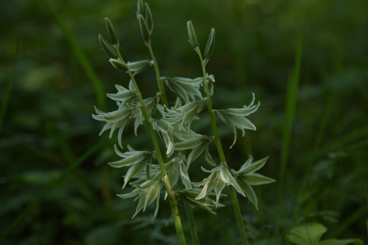 Ornithogalum nutans flower