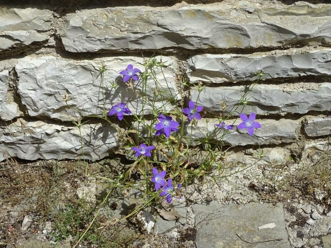 Campanula ramosissima — houseplant care guide