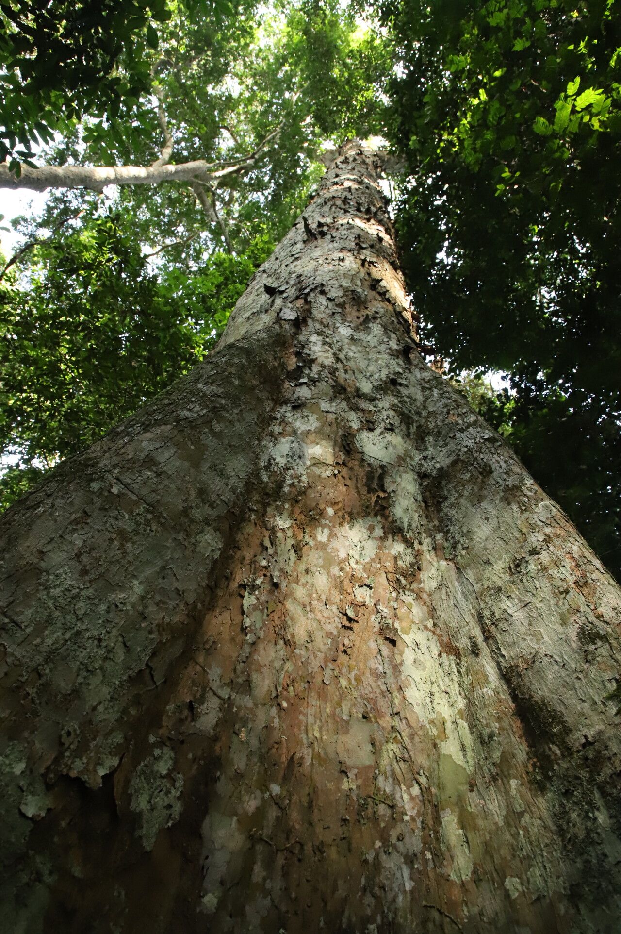 Pterocarpus tessmannii bark