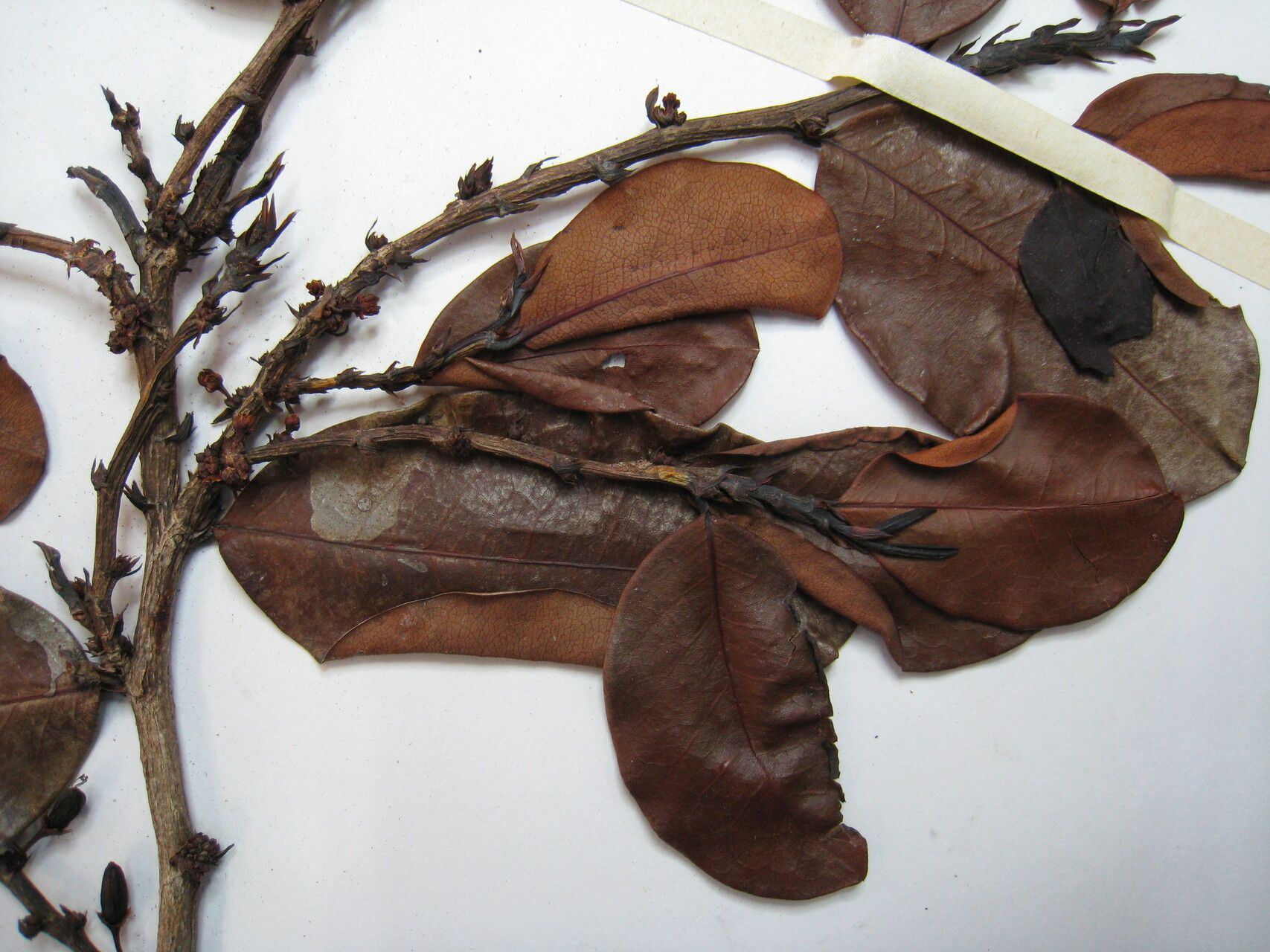 Erythroxylum suberosum other