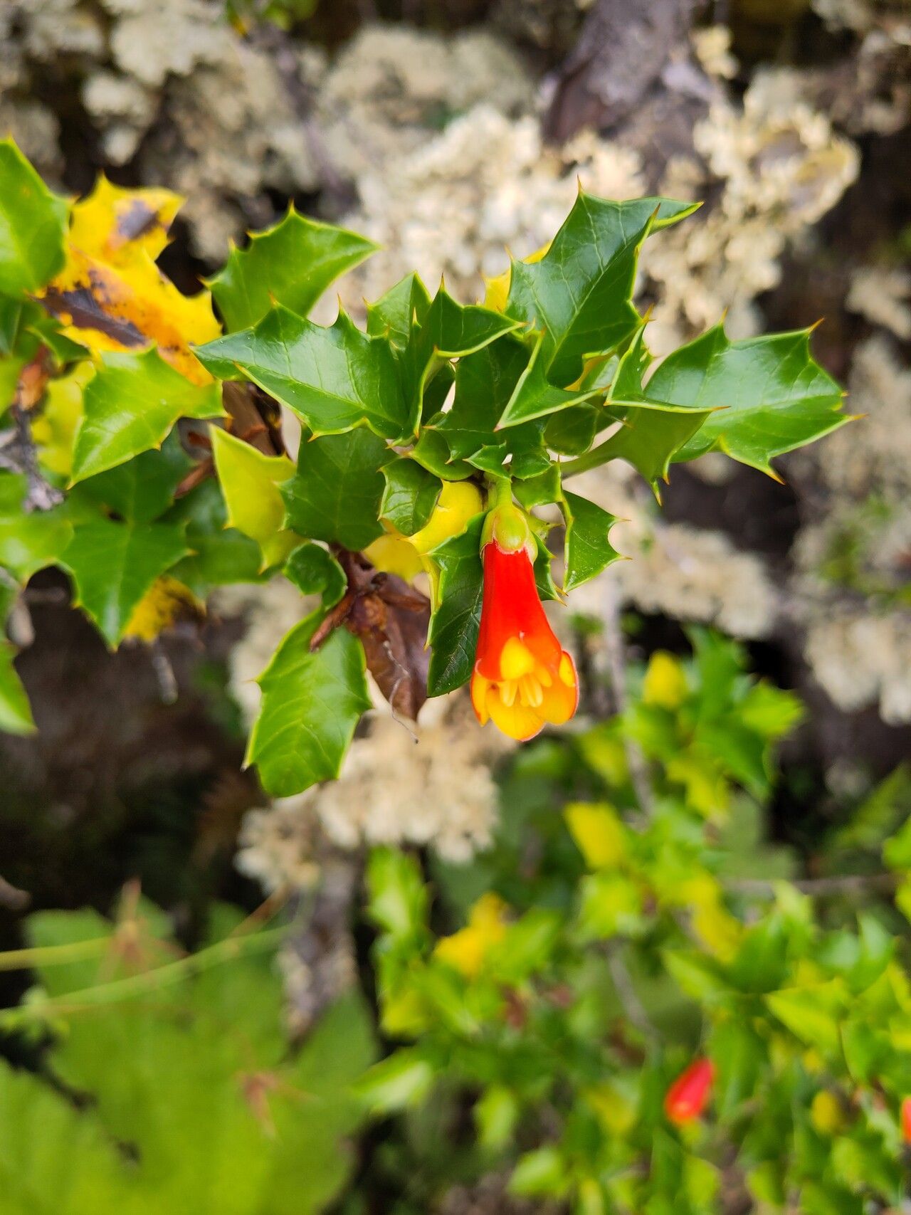 Desfontainia fulgens flower