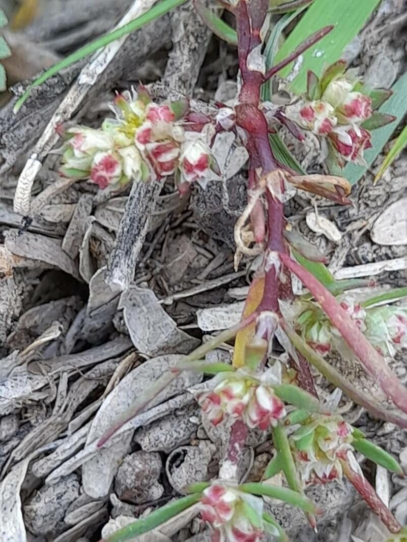 Paronychia arabica fruit