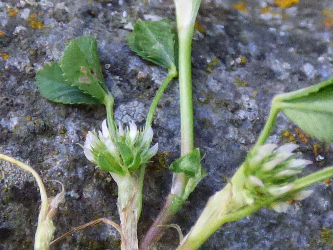 Trifolium retusum flower