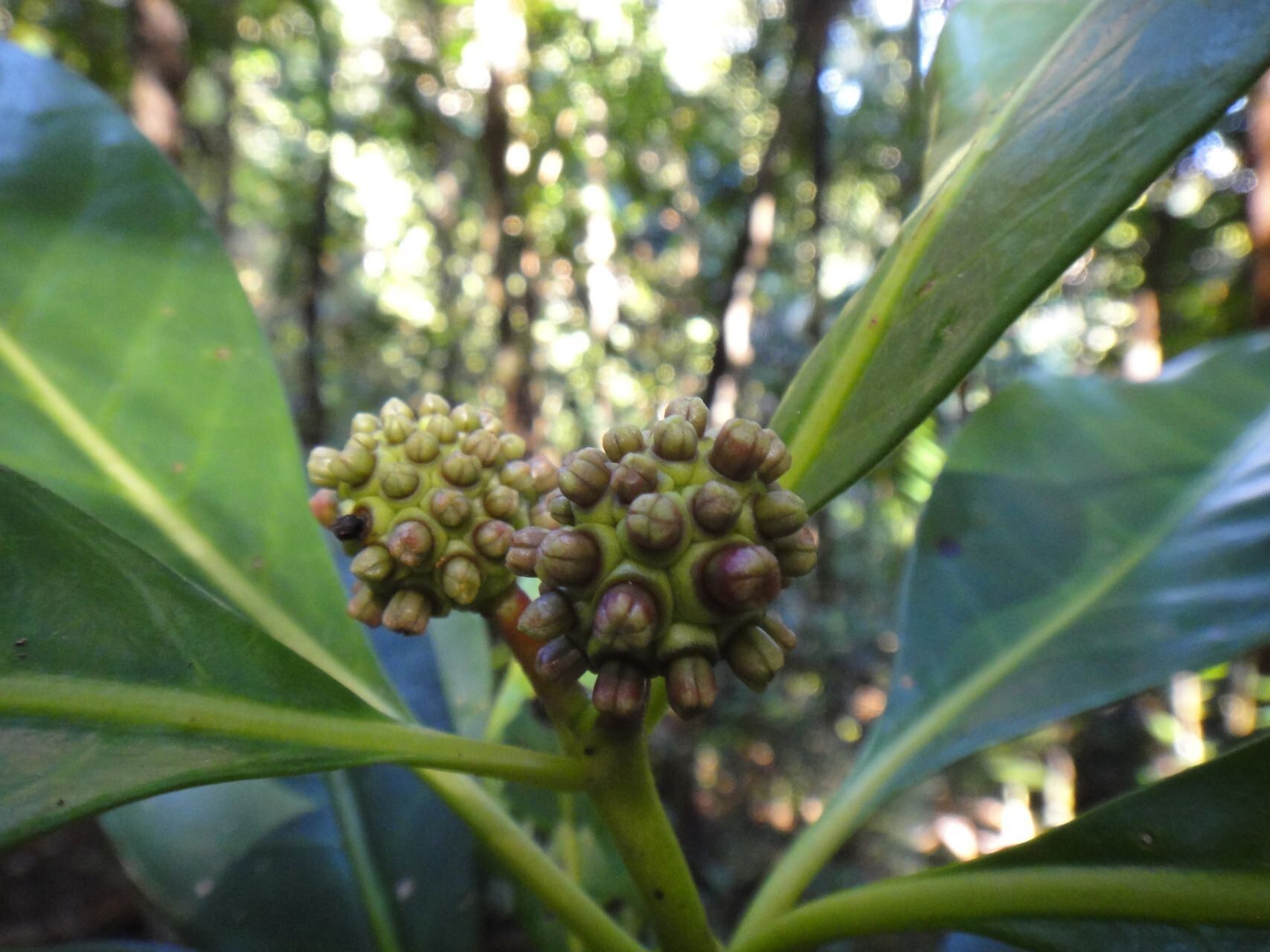 Gynochthodes billardierei fruit