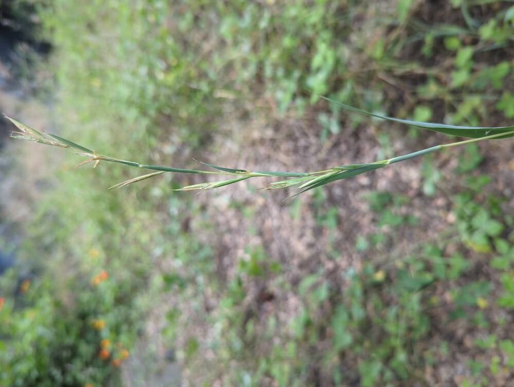 Hyparrhenia rufa flower
