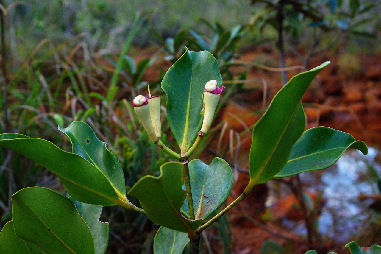 Syzygium nitens habit