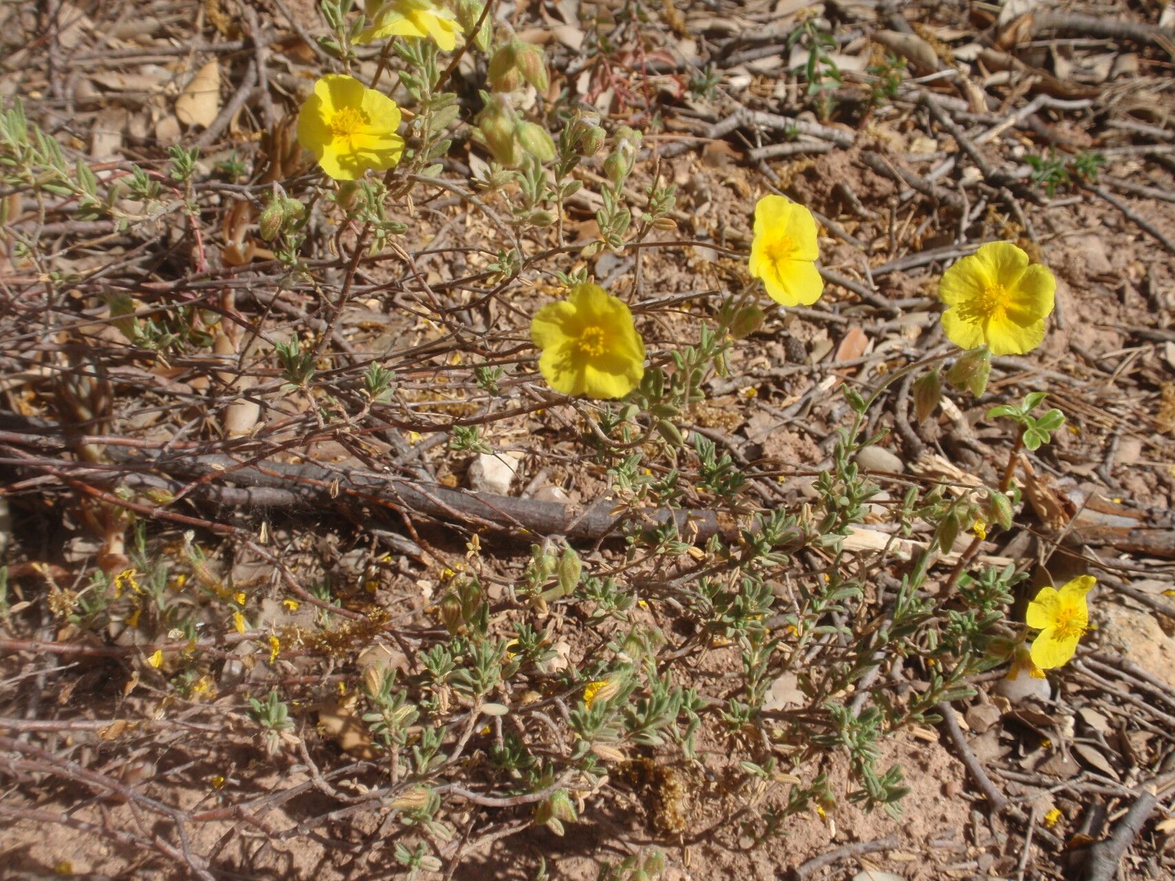 Helianthemum croceum flower