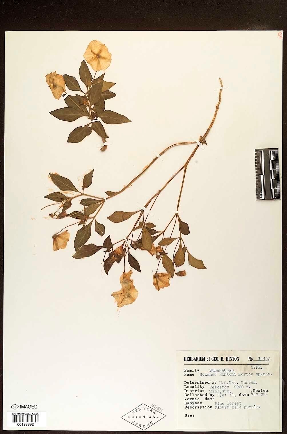 Solanum hintonii — houseplant care guide