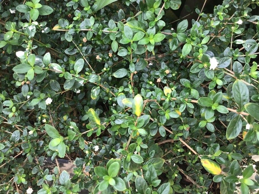 Serissa japonica leaf