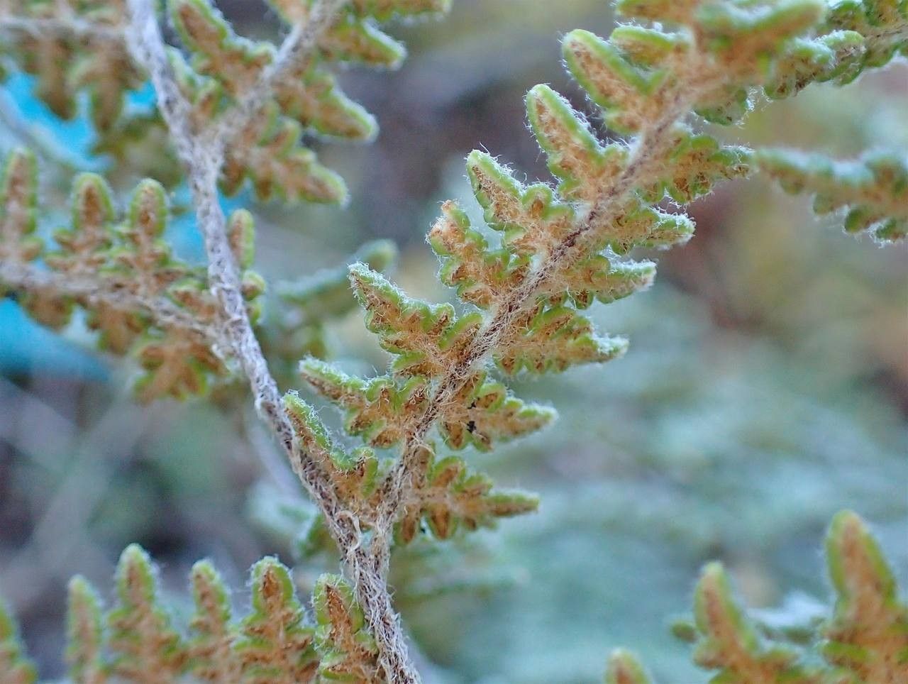 Hemionitis lanosa habit