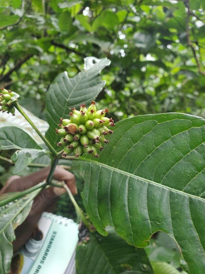 Psychotria mannii — houseplant care guide