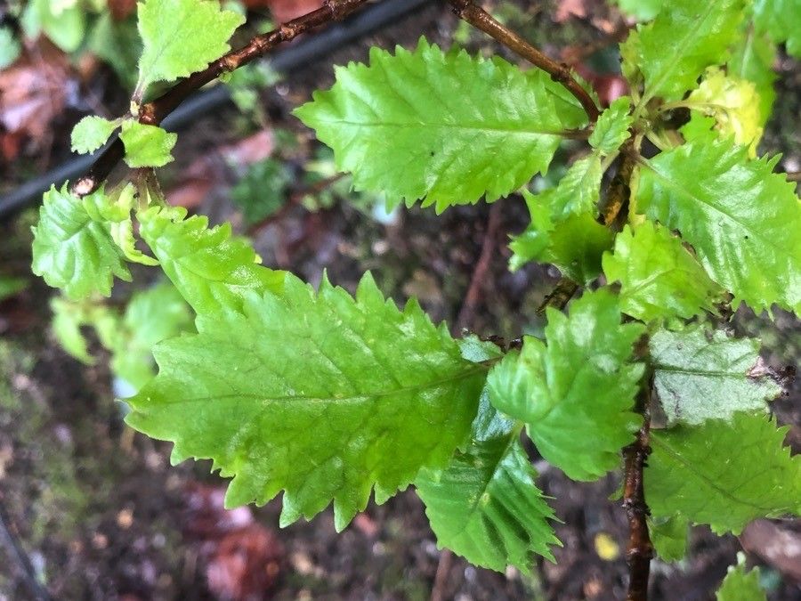 Jovellana punctata leaf