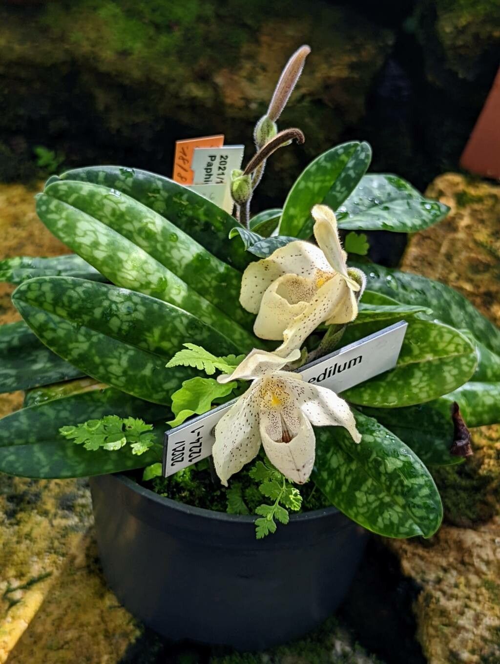 Paphiopedilum concolor — search result for 'Cypripedium'