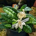 Paphiopedilum concolor