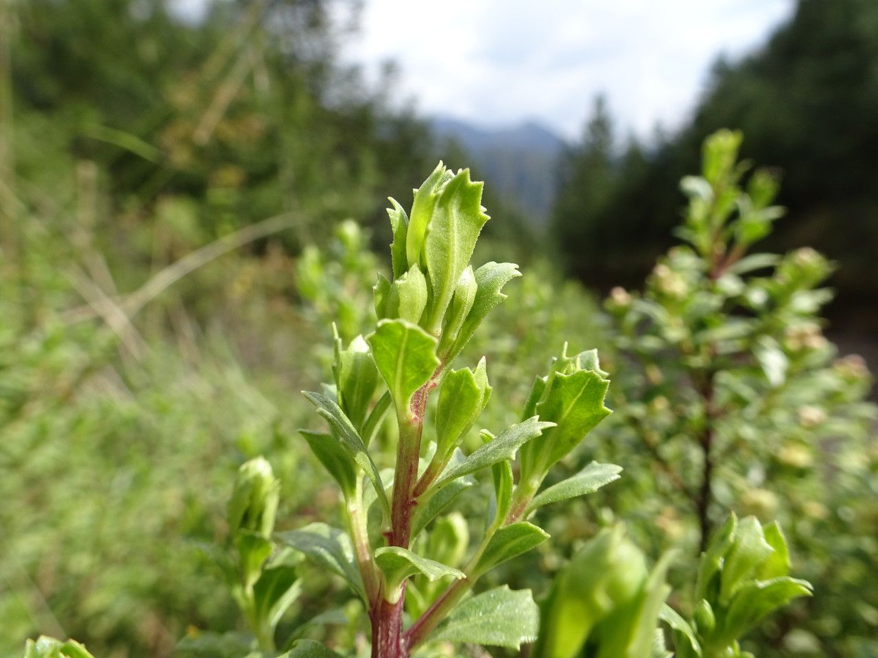 Baccharis conferta — search result for 'Baccharis'