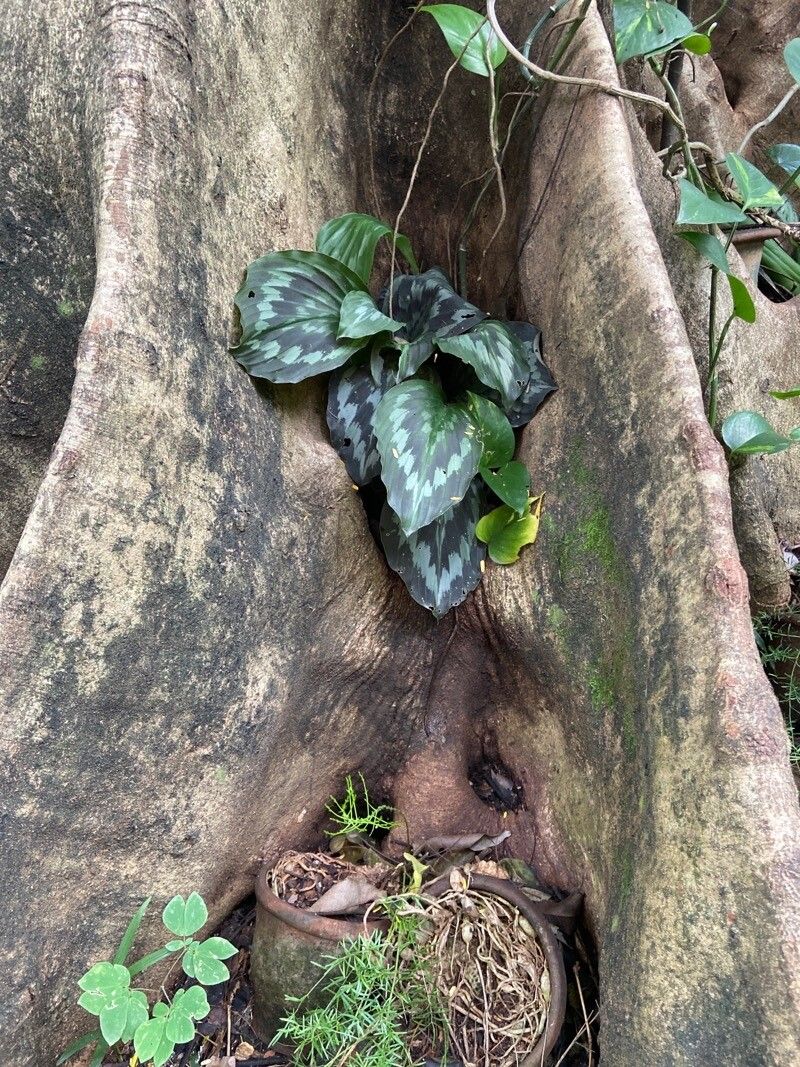 Kaempferia rotunda habit