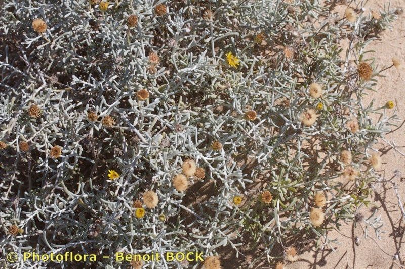 Pulicaria burchardii bark
