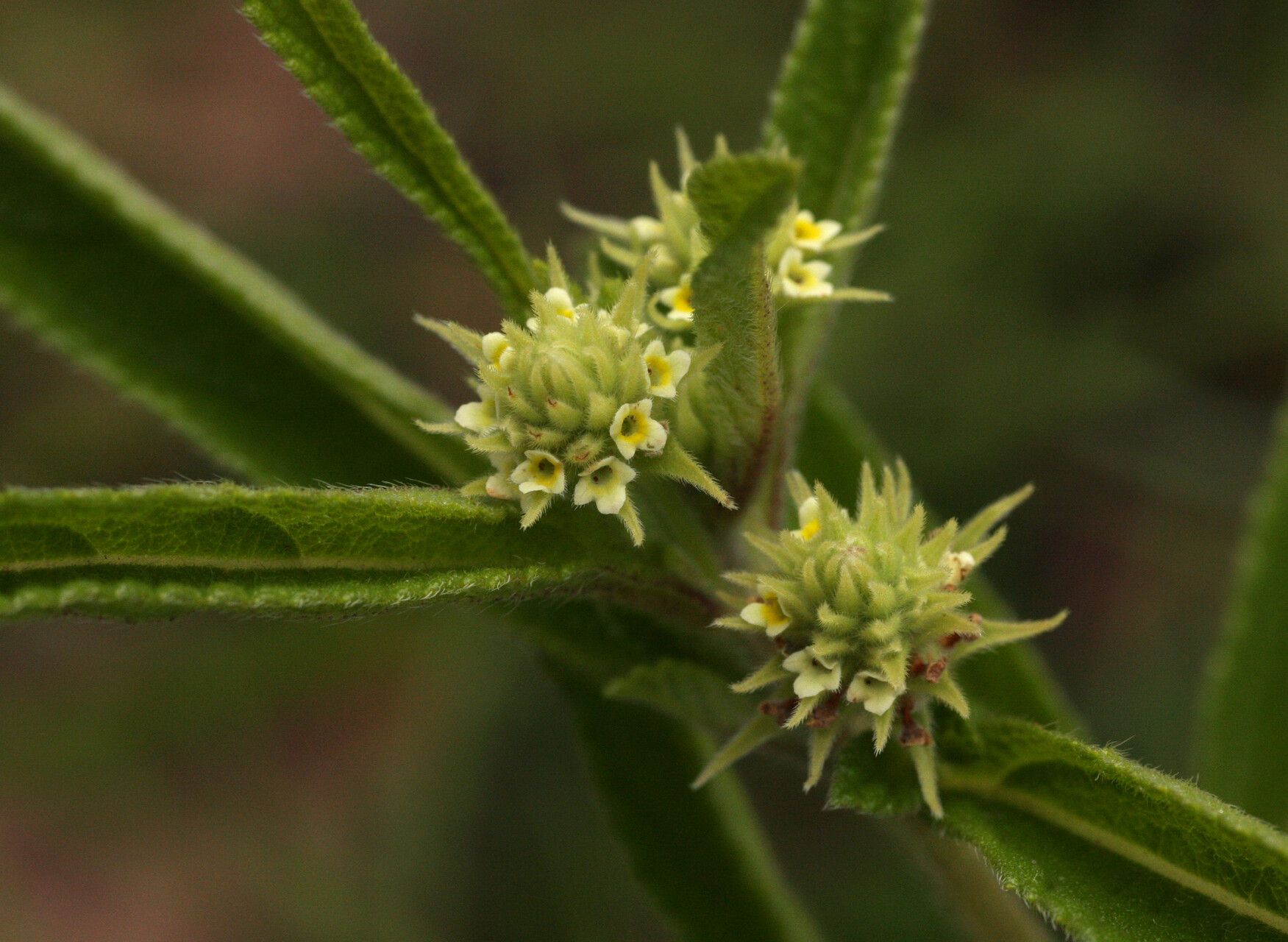 Lippia woodii flower