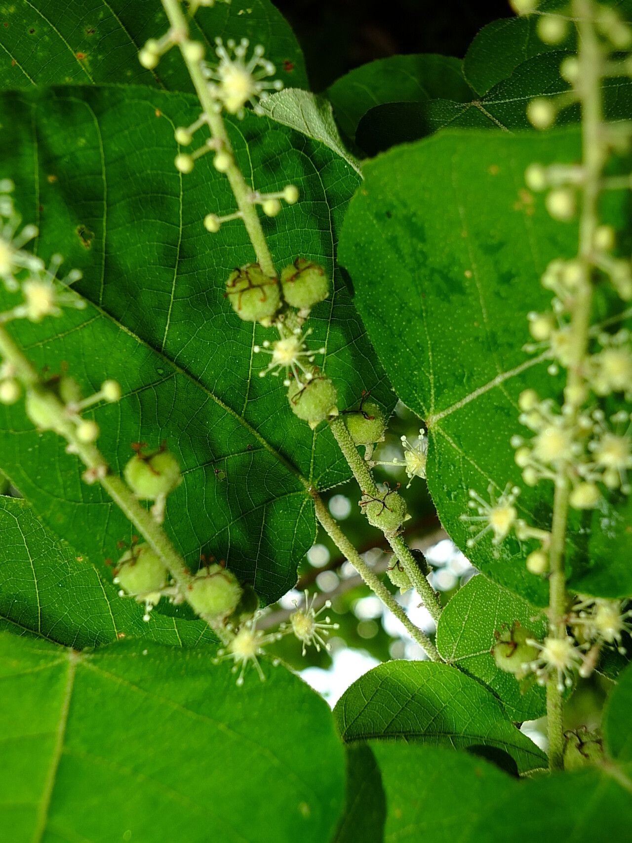 Croton draconoides — houseplant care guide