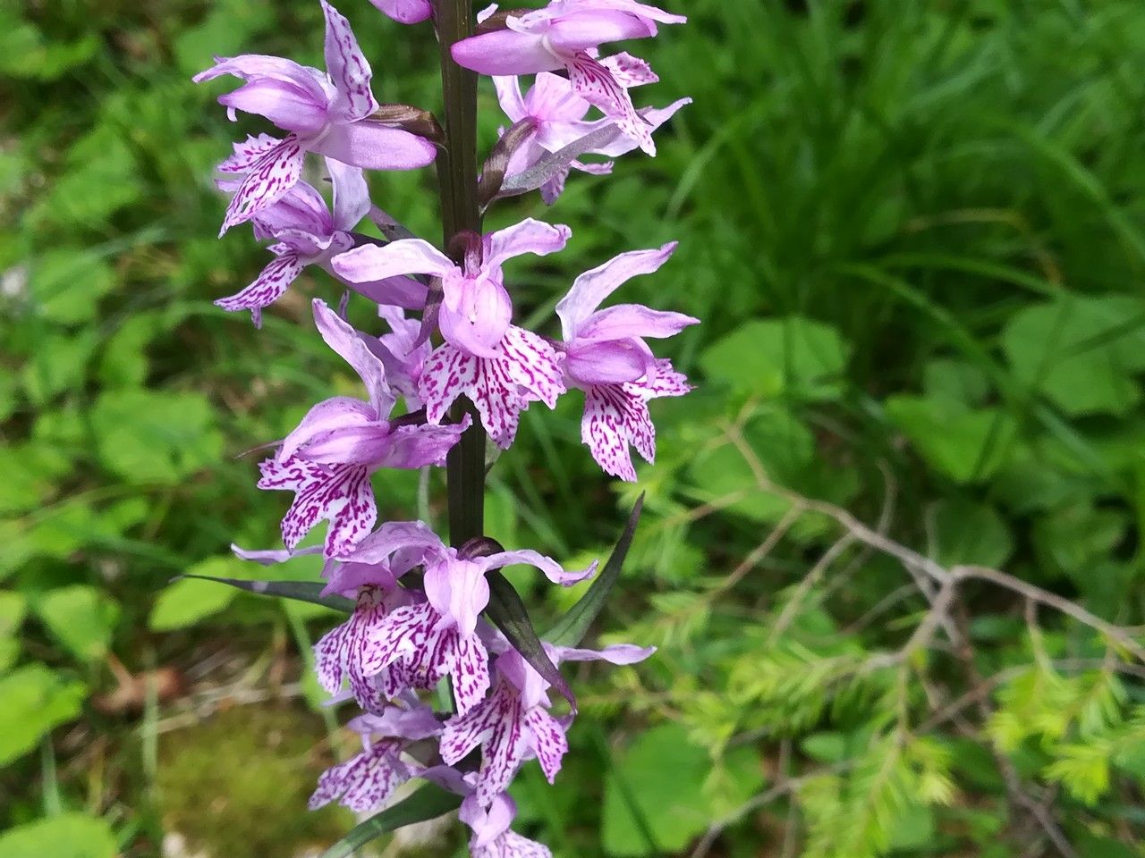 Dactylorhiza fuchsii flower