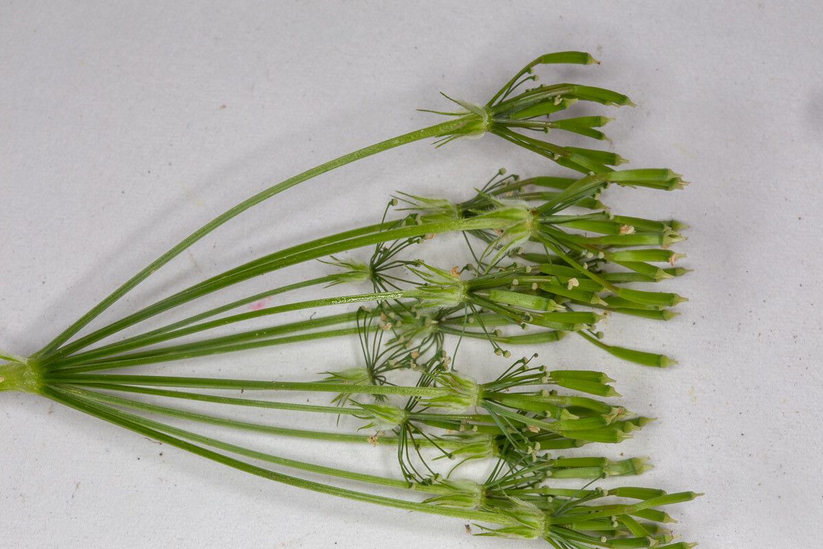 Chaerophyllum hirsutum fruit