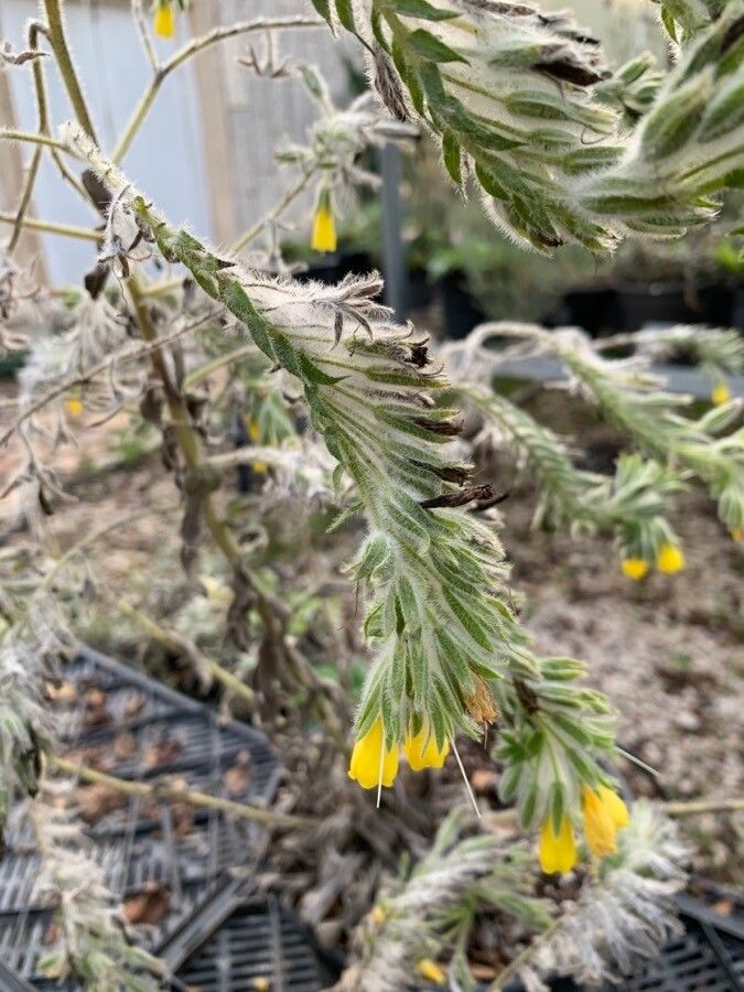 Onosma gigantea — houseplant care guide