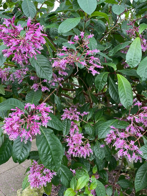 Fuchsia arborescens leaf